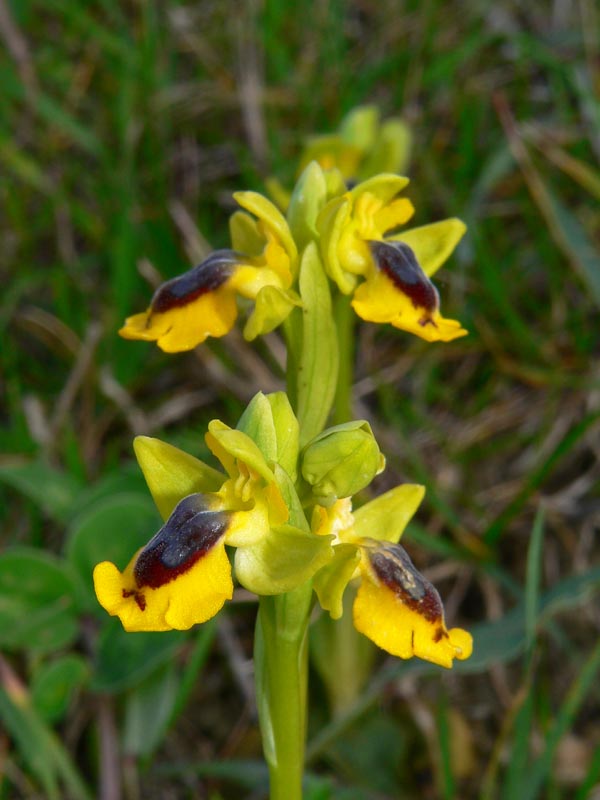 Gruppo Ophrys lutea